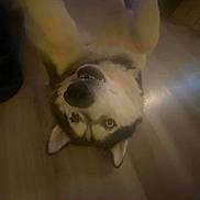 Judy Booty joined the competition — help win amazing prizes! dog, husky, upside_down, floor, wooden_floor, pet, canine, indoor, lying_down, fur, animal, cute, playful, teeth, ears, face, looking_up, mammal, companion, domestic