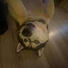 dog, husky, upside_down, floor, wooden_floor, pet, canine, indoor, lying_down, fur, animal, cute, playful, teeth, ears, face, looking_up, mammal, companion, domestic