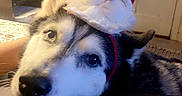 Judy Booty is registered to the contest to win money with this photo: dog, husky, smiling, pet, indoor, holiday, christmas, santa_hat, decorations, cozy, fur, canine, animal, headband, happy, resting, closeup, face, domestic_animal, companion