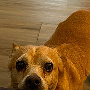 Peppa The Second joined the competition — help win amazing prizes! adorable, animal, brown, canine, close_up, companion, cute, dog, ears, expression, floor, fur, home, indoor, looking_up, pet, portrait, snout, soft_surface, waiting