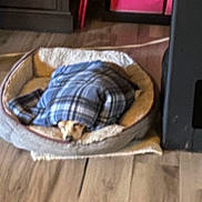Peppa The Second is registered to the contest to win money with this photo: dog, blanket, pet_bed, wooden_floor, cozy, indoor, furniture, plaid, snuggled, brown, small_dog, resting, covered, warm, flooring, comfort, sleeping, home, household, cute