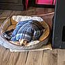 dog, blanket, pet_bed, wooden_floor, cozy, indoor, furniture, plaid, snuggled, brown, small_dog, resting, covered, warm, flooring, comfort, sleeping, home, household, cute