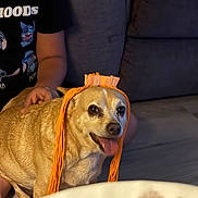 Peppa The Second is registered to the contest to win money with this photo: dog, pet, orange_yarn, tongue_out, happy, indoor, person, black_shirt, cartoon_print, couch, floor, blurred_foreground, animal, cute, small_dog, yarn_wig, light, smiling, seated, home