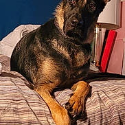 Rosco is registered to the contest to win money with this photo: dog, german_shepherd, bed, indoor, pet, animal, ears, fur, brown, black, resting, looking, cozy, furniture, lamp, blanket, comfort, household, portrait, canine