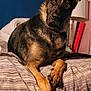 dog, german_shepherd, bed, indoor, pet, animal, ears, fur, brown, black, resting, looking, cozy, furniture, lamp, blanket, comfort, household, portrait, canine