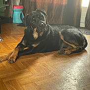 Koda a rejoint le concours — aidez-le/la à gagner de superbes lots ! dog, indoor, wooden_floor, curtains, pet, canine, black_and_tan, lounge, head_tilt, household, furniture, light, shadow, floor, domestic, animal, companion, relaxed, curious, medium_size