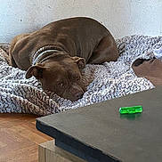 Vita a rejoint le concours — aidez-le/la à gagner de superbes lots ! dog, brown_dog, blanket, indoor, floor, wall, table, furniture, pet, resting, cozy, canine, collar, wooden_floor, relaxed, laying_down, domestic_animal, household, sleepy, companion