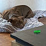 dog, brown_dog, blanket, indoor, floor, wall, table, furniture, pet, resting, cozy, canine, collar, wooden_floor, relaxed, laying_down, domestic_animal, household, sleepy, companion