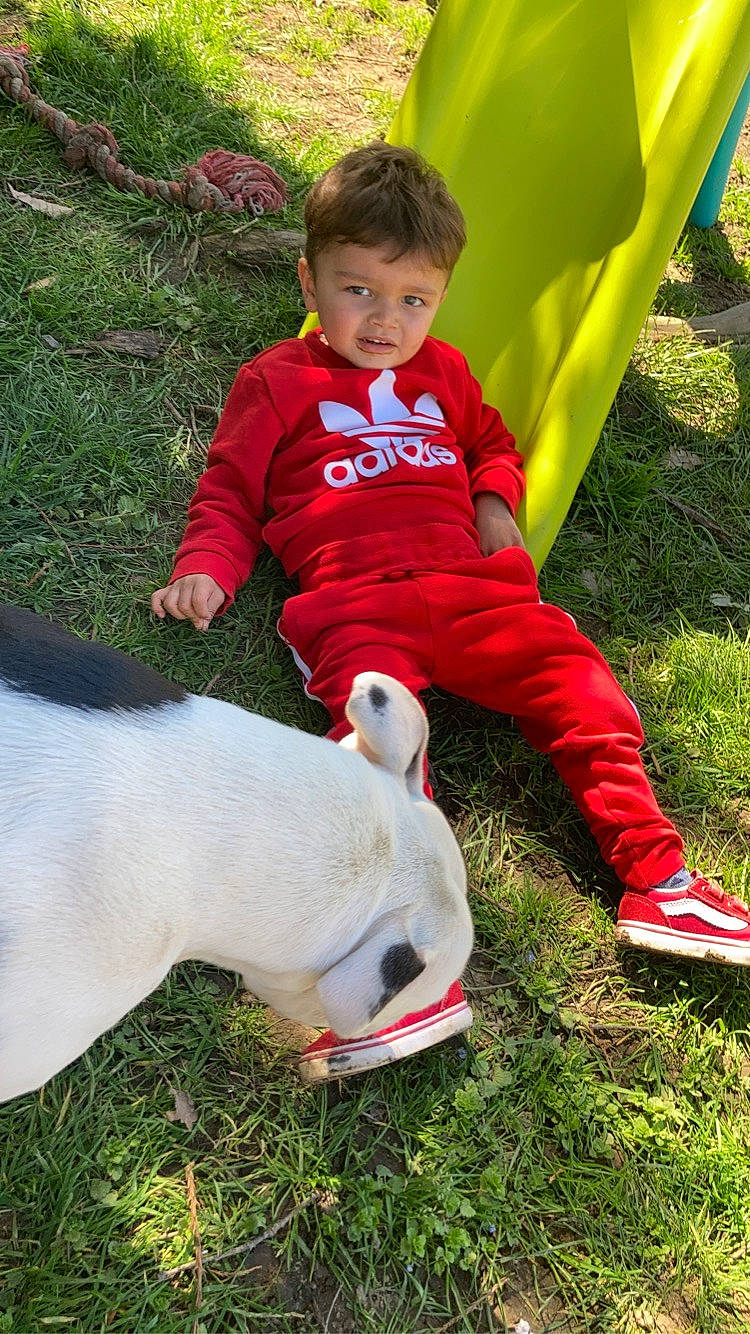 Kinsley a rejoint le concours — aidez-le/la à gagner de superbes lots ! companion_dog, dog_breed, fawn, fun, grass, green, happy, human_leg, knee, lap, lawn, leg, leisure, livestock, people_in_nature, person, plant, play, recreation, sitting