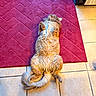 cat, orange_cat, fluffy, lying_down, belly_up, relaxed, indoor, rug, pink_rug, tile_floor, home, pet, tail, paws, fur, cozy, domestic, animal, resting, cute