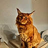 cat, maine_coon, orange_cat, fluffy, pet, indoor, furniture, wooden_table, food_bowl, wall_art, domestic_animal, cute, fur, ears, animal_portrait, sitting, looking_away, home, shadow, cozy