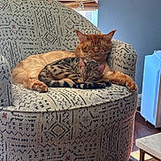 Cleon joined the competition — help win amazing prizes! cat, cats, feline, tabby_cat, ginger_cat, sleeping, couch, armchair, patterned_fabric, indoor, sunlight, window_blinds, relaxing, cozy, pets, fur, whiskers, resting, domestic_animal, home