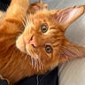 cat, orange_tabby, close_up, whiskers, fur, pet, cute, curious, lying_down, indoor, person_ear, earring, soft_light, portrait, animal, feline, relaxed, looking_at_camera, cozy, domestic