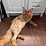 cat, ginger_cat, shaved_fur, fluffy_tail, wooden_floor, indoor, cabinet, furniture, pet, animal, relaxed, lying_down, orange_fur, whiskers, ears, tail, flooring, domestic_cat, close_up, house