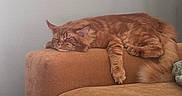 Cleon joined the competition — help win amazing prizes! cat, orange_cat, feline, pet, sleeping, resting, couch, furniture, indoor, cozy, relaxed, fluffy, mammal, whiskers, tail, paw, domestic_animal, home, living_room, cute
