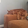 cat, orange_cat, feline, pet, sleeping, resting, couch, furniture, indoor, cozy, relaxed, fluffy, mammal, whiskers, tail, paw, domestic_animal, home, living_room, cute