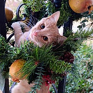 Rowena is registered to the contest to win money with this photo: cat, orange_tabby, holiday_wreath, pinecones, berries, fake_fruit, greenery, curious, playful, outdoor, metal_railings, close_up, pet, animal, festive, decoration, nature, whiskers, climbing, cute
