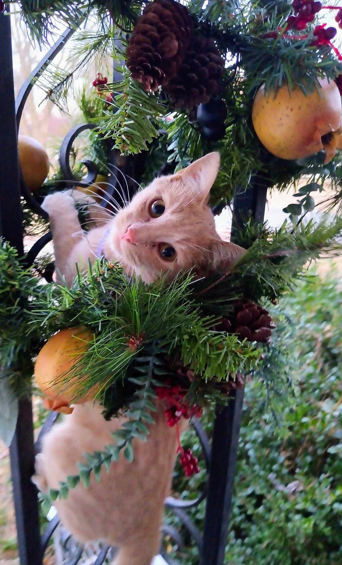 Rowena is registered to the contest to win money with this photo: cat, orange_tabby, holiday_wreath, pinecones, berries, fake_fruit, greenery, curious, playful, outdoor, metal_railings, close_up, pet, animal, festive, decoration, nature, whiskers, climbing, cute