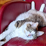 Bambino participe au concours pour gagner de l'argent avec cette photo : cat, tabby_cat, white_cat, pet, animal, feline, indoor, chair, red_leather, furniture, relaxed, lying_down, wide_eyes, whiskers, ears, domestic_cat, cute, holiday_decor, santa_claus_figurine, background_object