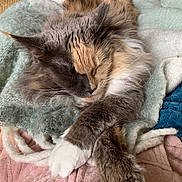 Milka Eros Maine a rejoint le concours — aidez-le/la à gagner de superbes lots ! cat, sleeping, fluffy, multi_colored, paws, blanket, cozy, soft_texture, pastel_colors, relaxed, fur, indoor, pet, animal, resting, cute, close_up, comfort, warm, peaceful