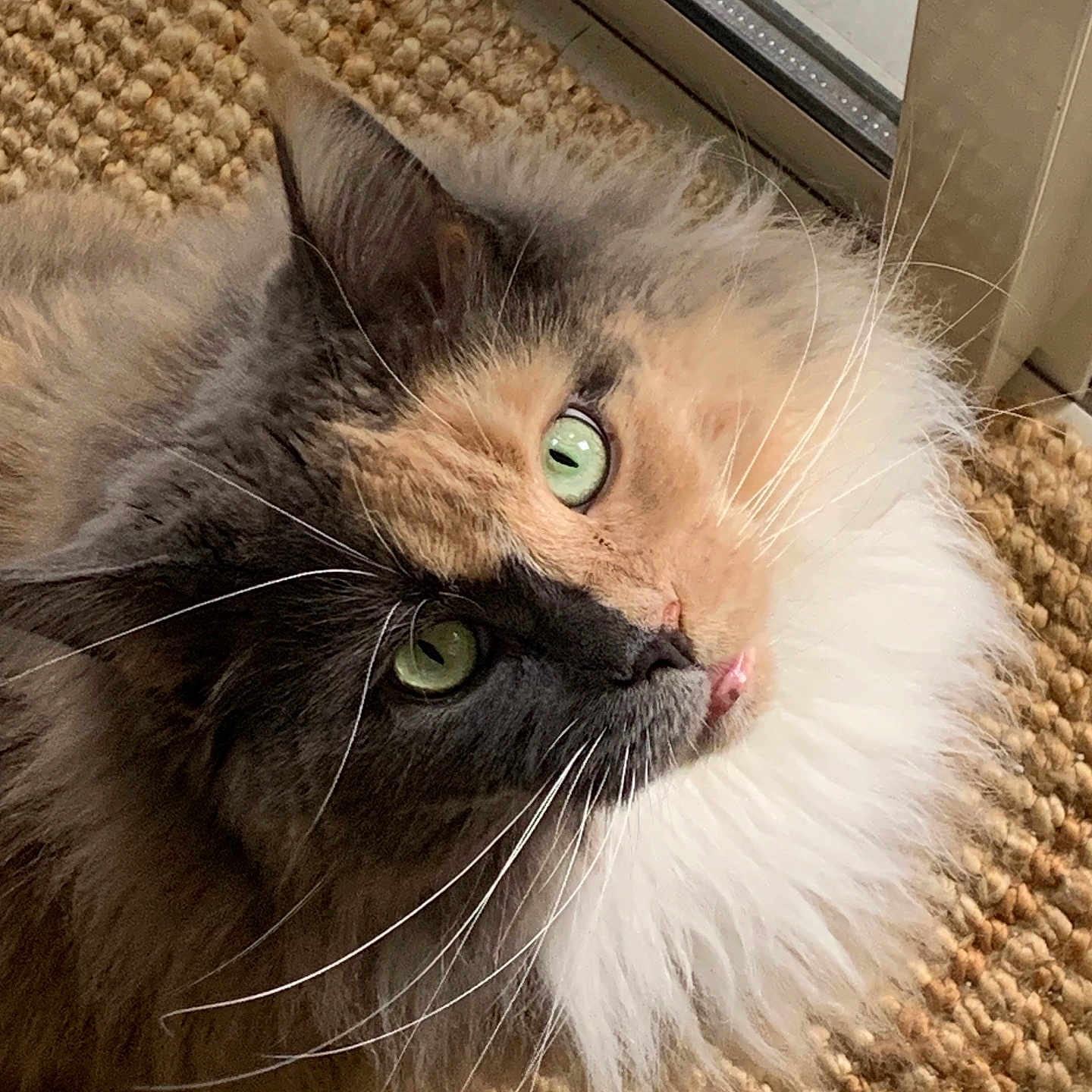Milka Eros Maine participe au concours pour gagner de l'argent avec cette photo : animal, cat, close_up, curious, domestic, door, face, feline, fluffy, fur, green_eyes, indoor, long_fur, looking_up, natural_light, pet, soft, texture, whiskers, woven_mat