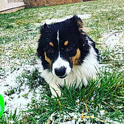Onyx participe au concours pour gagner de l'argent avec cette photo : australian_collie, australian_shepherd, border_collie, canidae, carnivore, companion_dog, dog, dog_breed, english_shepherd, grass, herding_dog, mammal, plant, puppy, shetland_sheepdog, sporting_group, vertebrate, welsh_sheepdog