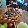 apple, basket, brown, candle, cat, chair, cozy, cute, fruit, fur, green, home, indoor, kitten, natural_light, orange, pet, snuggling, window, wooden_table