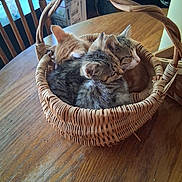Butter Cup is registered to the contest to win money with this photo: basket, kitten, cat, wooden_table, indoor, furniture, sleeping, cute, pet, animal, snuggling, tabby, orange_cat, woven_basket, domestic_cat, resting, three_kittens, close_up, cozy, fur
