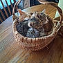 basket, kitten, cat, wooden_table, indoor, furniture, sleeping, cute, pet, animal, snuggling, tabby, orange_cat, woven_basket, domestic_cat, resting, three_kittens, close_up, cozy, fur