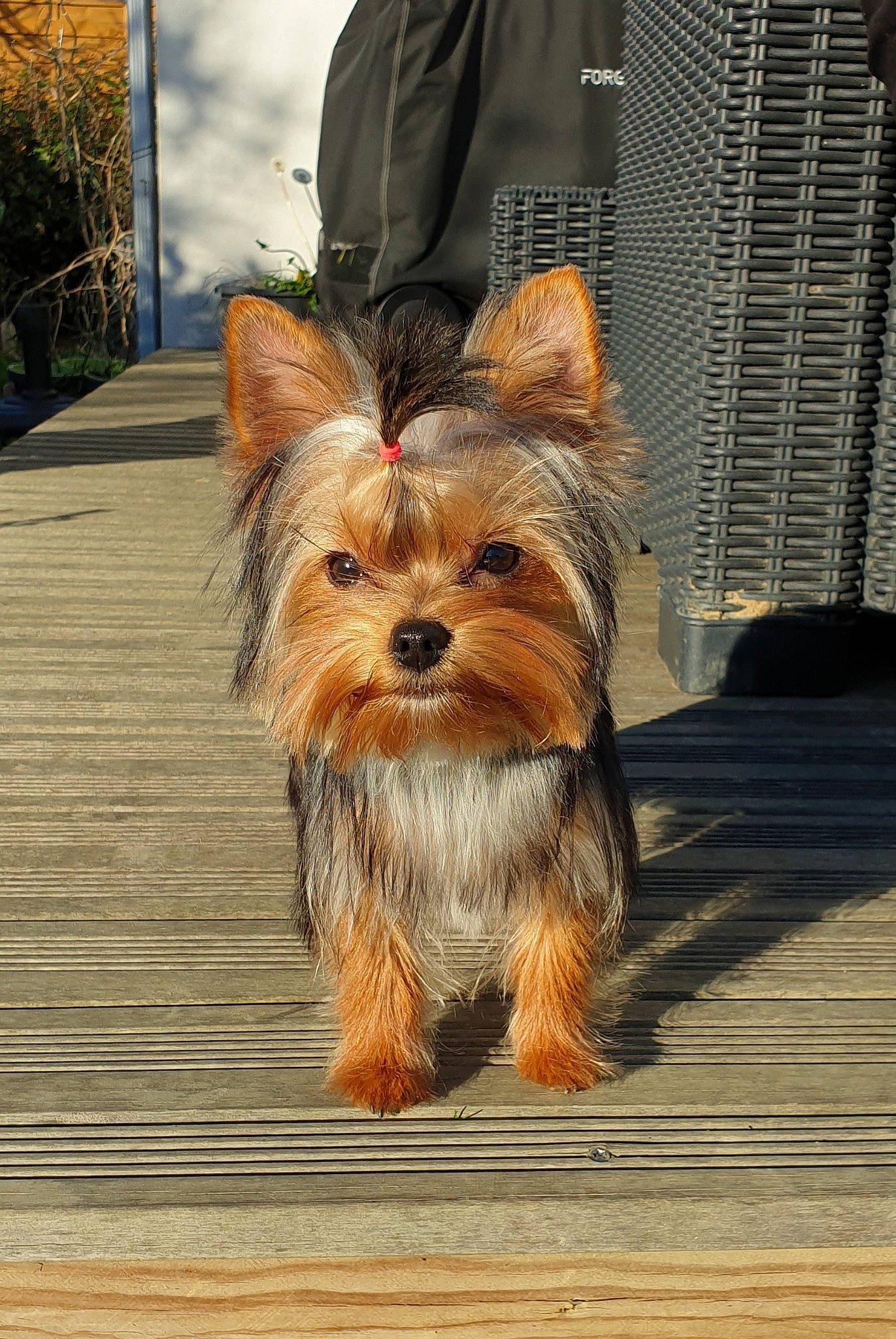 Charly a rejoint le concours — aidez-le/la à gagner de superbes lots ! australian_silky_terrier, australian_terrier, biewer_terrier, canidae, carnivore, companion_dog, dog, dog_breed, mammal, morkie, norwich_terrier, puppy, rare_breed_dog, small_terrier, snout, terrier, toy_dog, vertebrate, yorkipoo, yorkshire_terrier