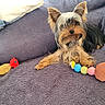 Alva a rejoint le concours — aidez-le/la à gagner de superbes lots ! animal, blanket, collar, colorful, comfort, cute, dog, fur, indoor, pet, playful, plush_toy, purple, relaxing, resting, rubber_chicken, small_dog, tennis_ball, toy, yorkshire_terrier