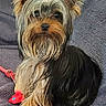 yorkshire_terrier, dog, pet, fur, ears, eyes, toy, blanket, indoor, portrait, cute, small_dog, long_hair, sitting, animal, cozy, looking_at_camera, domestic_animal, companionship, playful