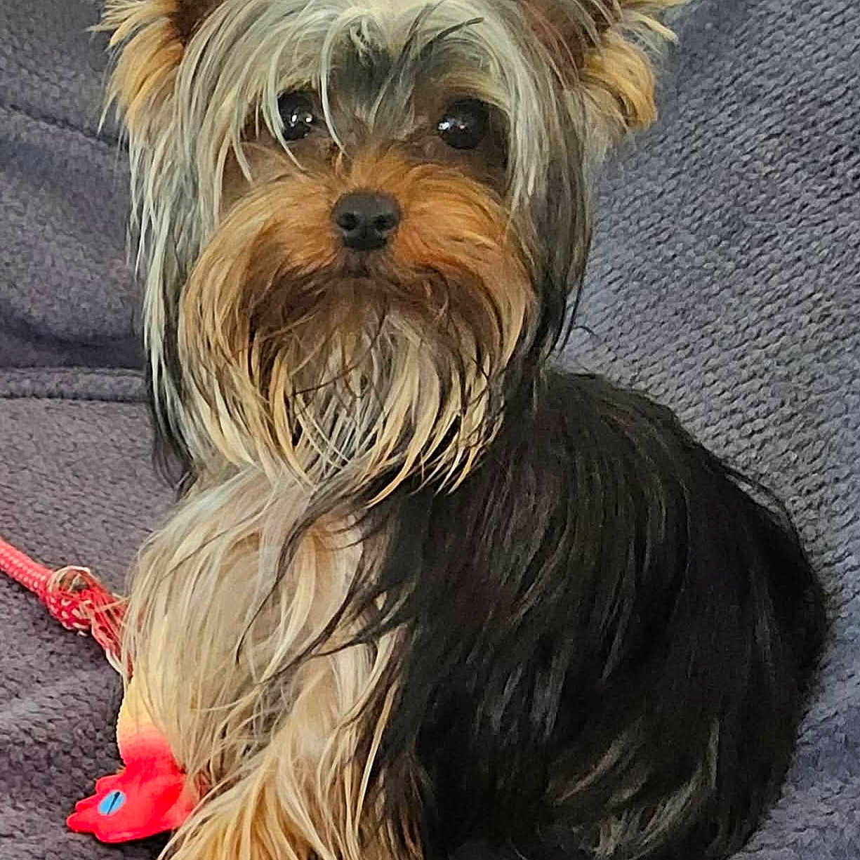 Alva a rejoint le concours — aidez-le/la à gagner de superbes lots ! yorkshire_terrier, dog, pet, fur, ears, eyes, toy, blanket, indoor, portrait, cute, small_dog, long_hair, sitting, animal, cozy, looking_at_camera, domestic_animal, companionship, playful