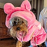 Alva a rejoint le concours — aidez-le/la à gagner de superbes lots ! dog, pet, clothing, pink_hoodie, indoor, wet_fur, small_dog, hand, cozy, wooden_furniture, striped_wallpaper, cute, animal, portrait, costume, ears, furry, face, expression, holding
