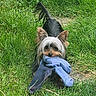 dog, yorkshire_terrier, grass, blue_cloth, pet, animal, outdoor, playful, small_dog, fur, ears, tail, mouth, toy, nature, greenery, canine, cute, looking, daylight