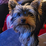 Alva participe au concours pour gagner de l'argent avec cette photo : blanket, blue_cushion, close_up, companion, couch, curious, cute, dog, ears, face, fur, home, indoor, living_room, patterned_clothing, person, pet, seated_person, small_dog, yorkshire_terrier