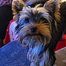 blanket, blue_cushion, close_up, companion, couch, curious, cute, dog, ears, face, fur, home, indoor, living_room, patterned_clothing, person, pet, seated_person, small_dog, yorkshire_terrier