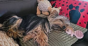 Alva participe au concours pour gagner de l'argent avec cette photo : black_and_tan, brush, comfort, couch, cozy, dog, fabric, fur, home, indoors, paw_print, pet, pillow, plush_toy, red_pillow, relaxation, resting, sleeping, small_dog, stuffed_animal