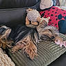 black_and_tan, brush, comfort, couch, cozy, dog, fabric, fur, home, indoors, paw_print, pet, pillow, plush_toy, red_pillow, relaxation, resting, sleeping, small_dog, stuffed_animal