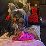 Alva participe au concours pour gagner de l'argent avec cette photo : animal, black, blanket, chew_toy, cozy, cushion, cute, dog, ears, fur, indoor, living_room, pet, pink_toy, red, relaxing, silky_fur, small_dog, toy, yorkshire_terrier