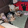 Alva participe au concours pour gagner de l'argent avec cette photo : dog, yorkshire_terrier, couch, brown_leather, green_cushion, red_pillow, paw_prints, plush_toy, sheep_toy, pink_brush, pet, fur, relaxed, lying_down, indoor, home, cozy, animal, small_dog, cute