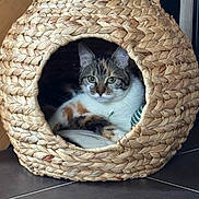Skittles participe au concours pour gagner de l'argent avec cette photo : cat, calico_cat, woven_basket, cat_house, pet, indoor, floor, toy_ball, green_eyes, feline, cozy, resting, animal, home, cute, relaxed, woven_material, ear_shaped_basket, fur, curious
