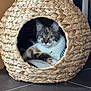 cat, calico_cat, woven_basket, cat_house, pet, indoor, floor, toy_ball, green_eyes, feline, cozy, resting, animal, home, cute, relaxed, woven_material, ear_shaped_basket, fur, curious