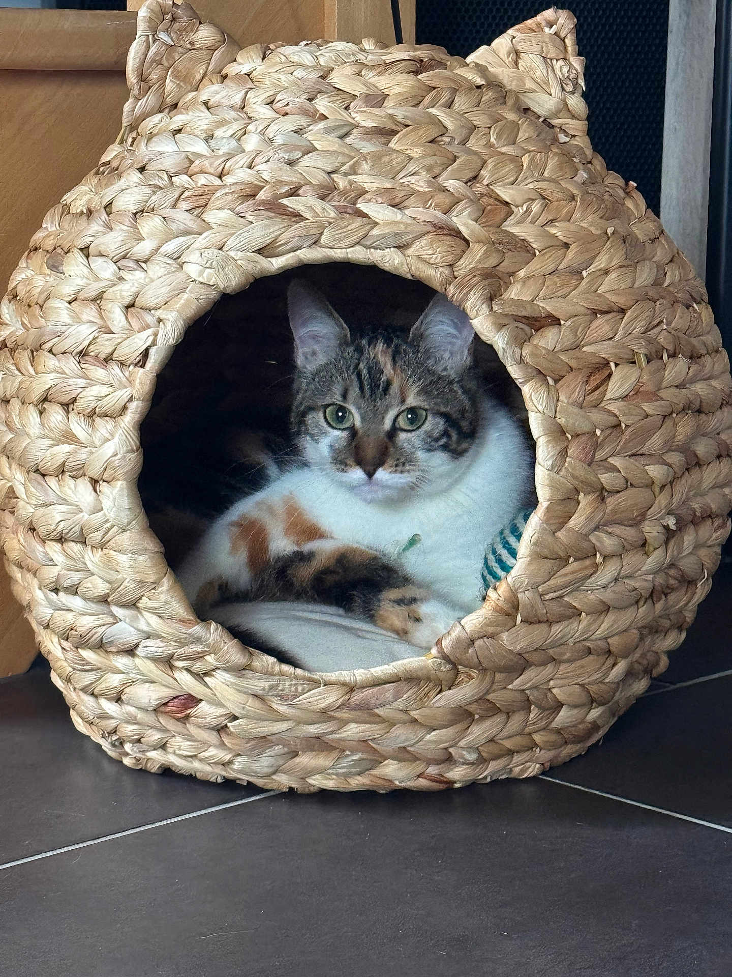 Skittles participe au concours pour gagner de l'argent avec cette photo : cat, calico_cat, woven_basket, cat_house, pet, indoor, floor, toy_ball, green_eyes, feline, cozy, resting, animal, home, cute, relaxed, woven_material, ear_shaped_basket, fur, curious
