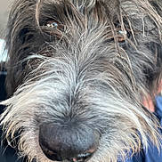 Daisy is registered to the contest to win money with this photo: dog, close_up, nose, fur, face, eyes, scruffy, animal, pet, whiskers, muzzle, curious, portrait, canine, hair, furry, snout, cute, domestic_animal, outdoor