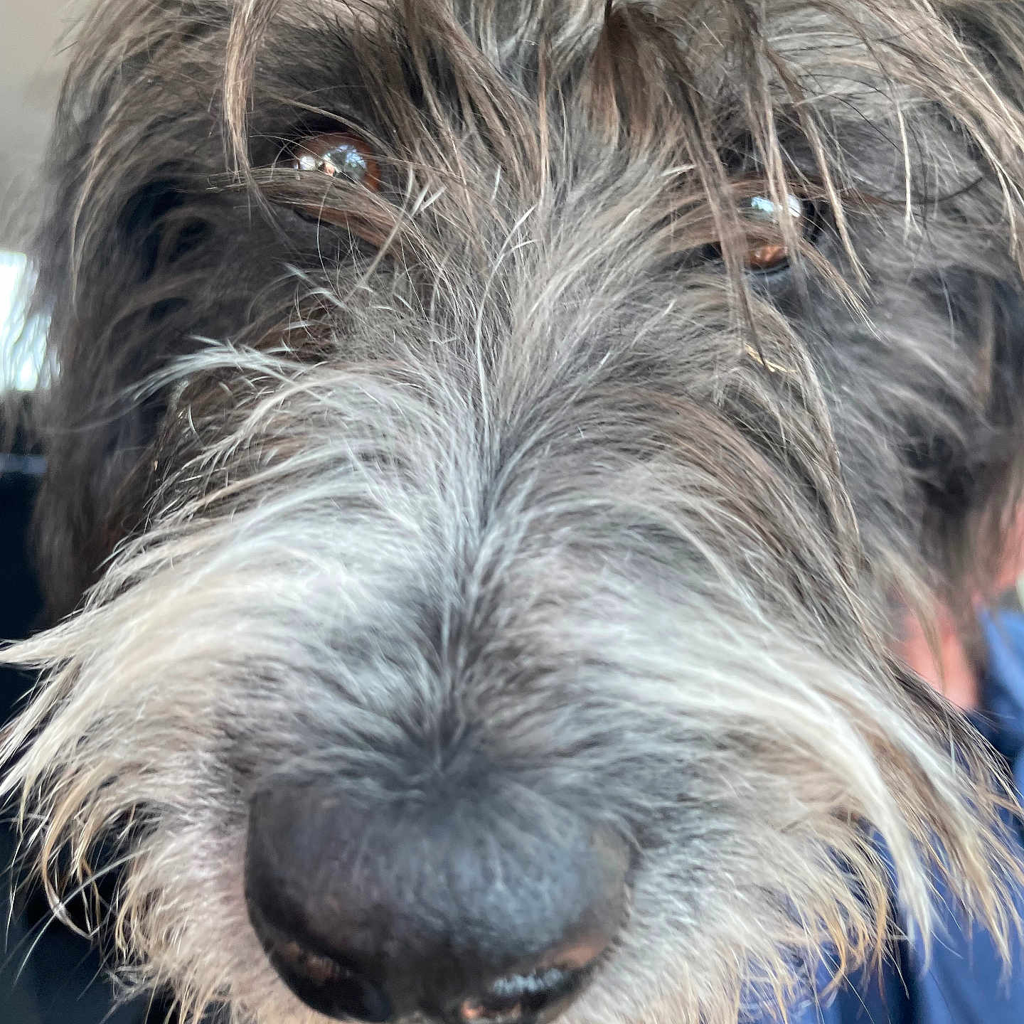 Daisy is registered to the contest to win money with this photo: dog, close_up, nose, fur, face, eyes, scruffy, animal, pet, whiskers, muzzle, curious, portrait, canine, hair, furry, snout, cute, domestic_animal, outdoor
