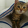 Pupuce participe au concours pour gagner de l'argent avec cette photo :