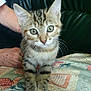 Pupuce participe au concours pour gagner de l'argent avec cette photo :