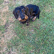 Union Jack a rejoint le concours — aidez-le/la à gagner de superbes lots ! animal, black, brown, canine, cute, dog, ears, expression, eyes, fur, grass, ground, looking_up, mammal, nature, outdoor, pet, sitting, small_dog, snout