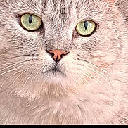 Rocky Rousseau a rejoint le concours — aidez-le/la à gagner de superbes lots ! cat, close_up, green_eyes, pink_nose, whiskers, fur, pet, animal, portrait, face, domestic_cat, looking, cute, feline, social_media, post, text, comments, likes, black_background